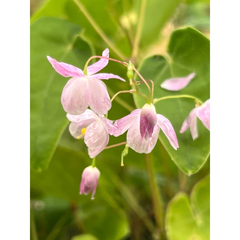 Epimedium Harugasumi’|9 cm pot|1 Litre
