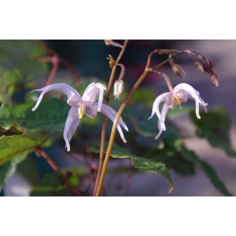 Epimedium leptorrhizum|1 Litre pot|2 Litre pot