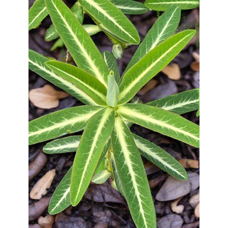 Euphorbia schillingii|3 litre pot|1 Litre pot