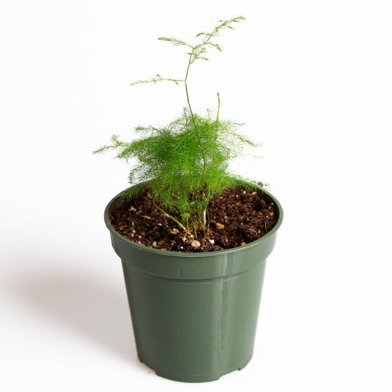 Fern ‘Asparagus’ 4|4″ in nursery pot