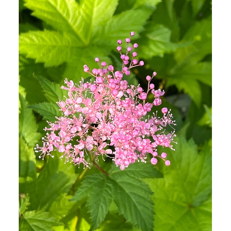 Filipendula multijuga BSWJ10950
