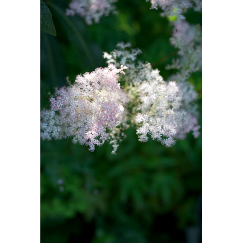 Filipendula ulmaria ‘Rosea’|1 litre pots|9 cm pot