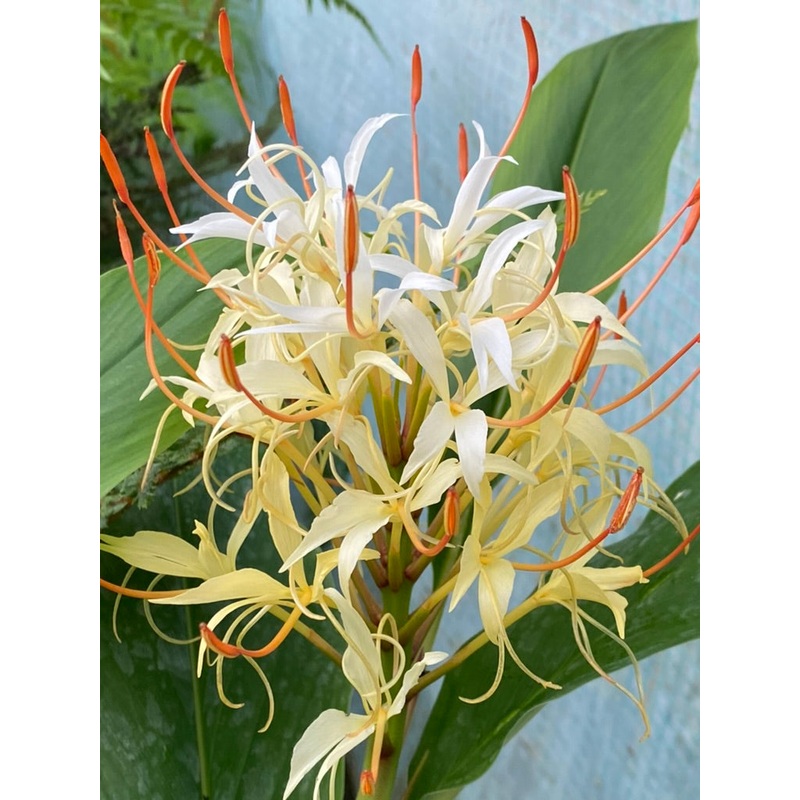 Hedychium tengchongense|1 litre