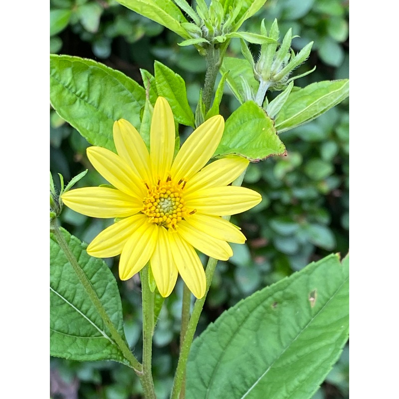 Helianthus Lemon Queen AGM|1 Litre pot|2 Litre pot