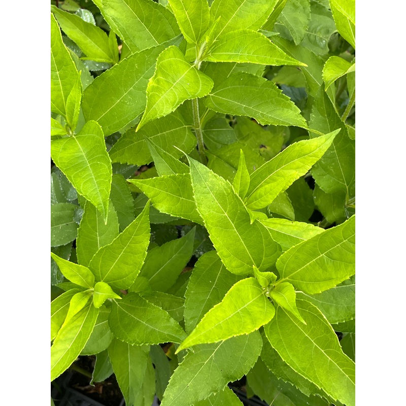 Helianthus tuberosus Sakhalinski