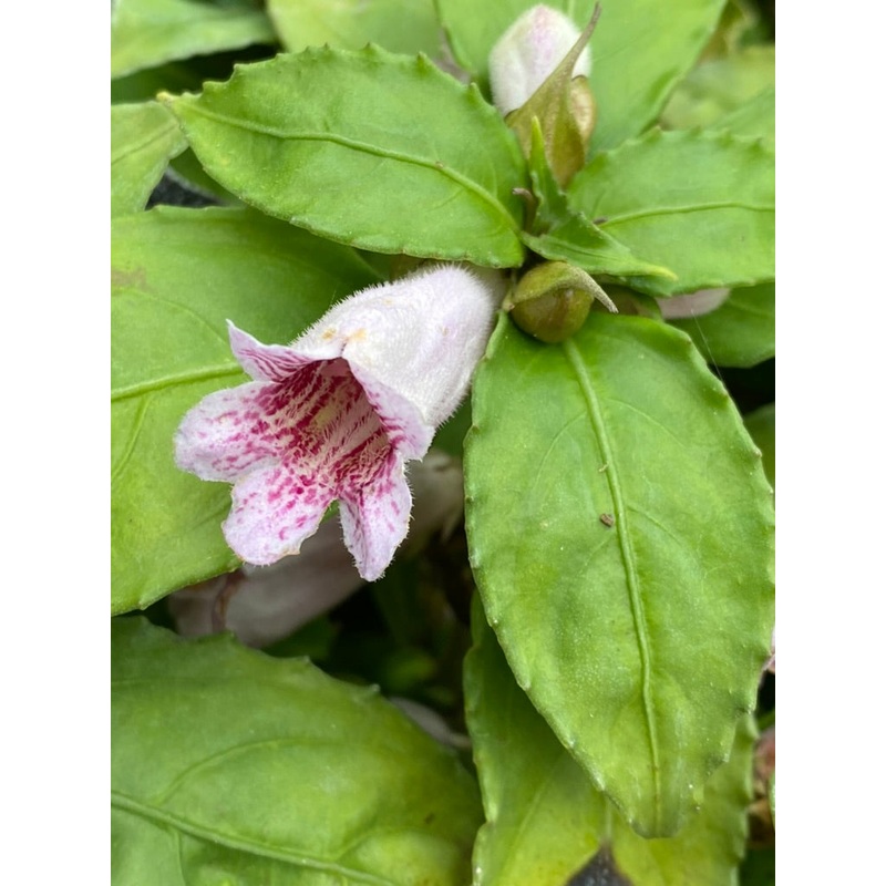Hemiboea strigosa|9 cm pot|1 Litre Pot