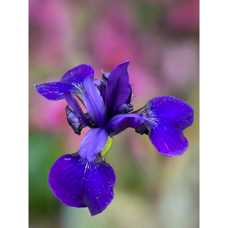 Iris sibirica Pansy Purple AGM