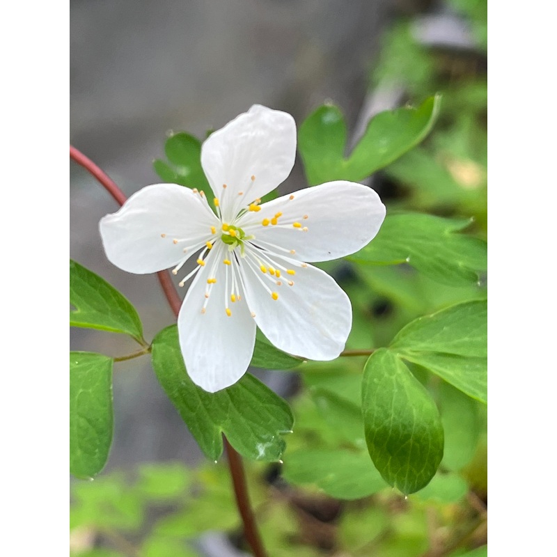 Isopyrum  biternatum (Syn. Enemion biternatum)
