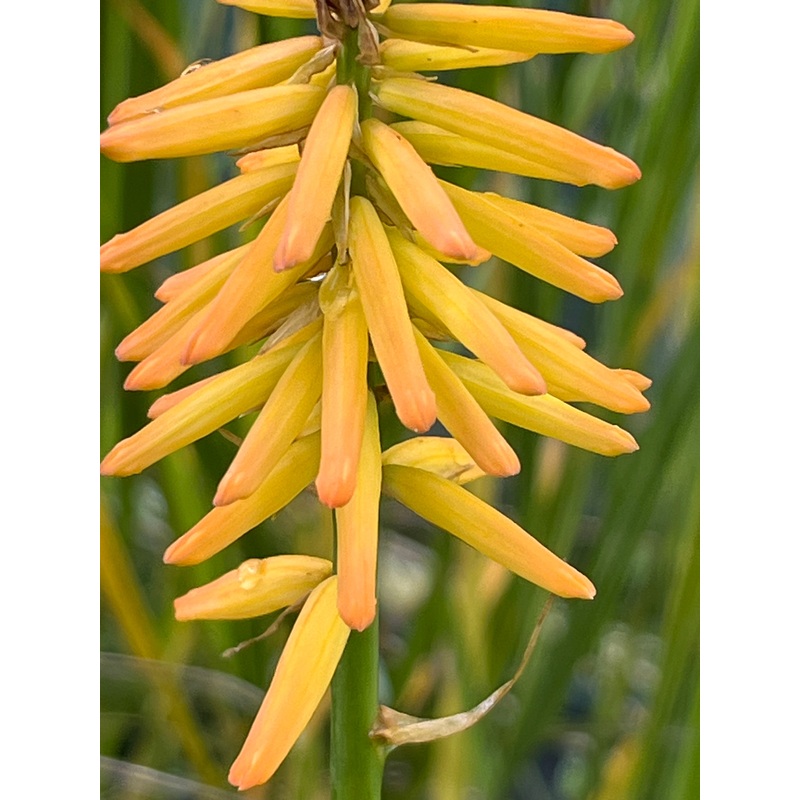 Kniphofia galpinii|9 cm pot|1 Litre pot