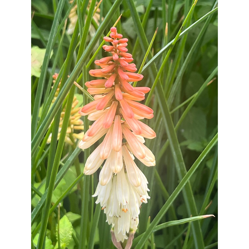 Kniphofia ‘Orange Vanilla Popsicle’