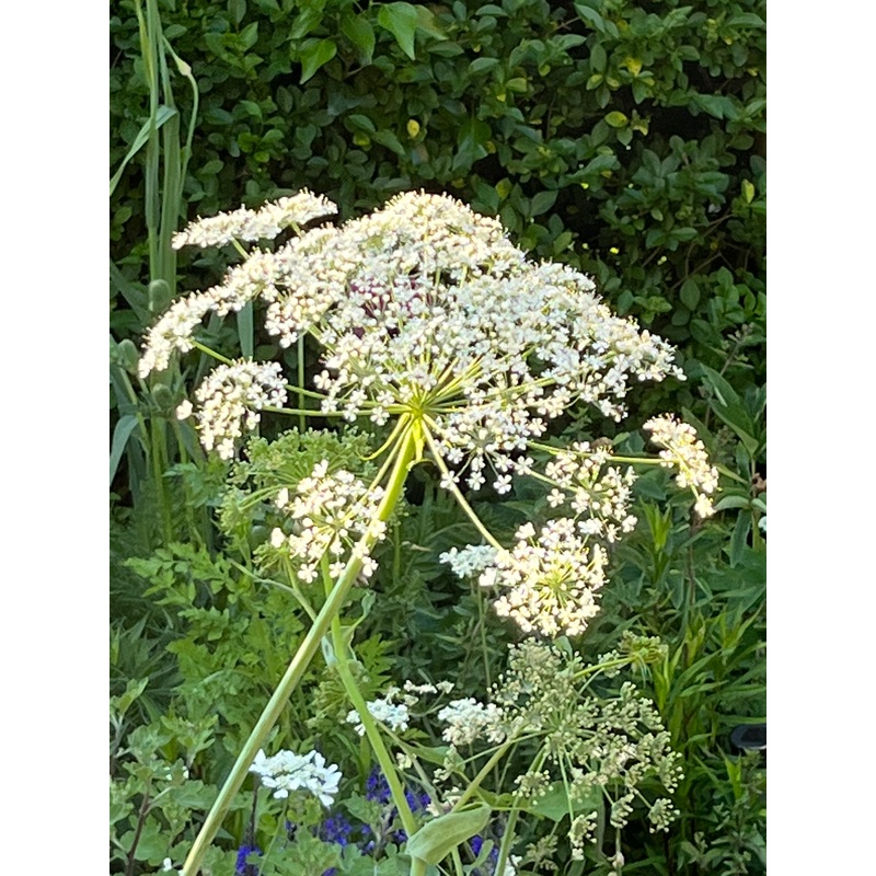 Laserpitium latifolium|9 cm pot|1 litre pot|2 Litre pot|3 x 7 cm pot