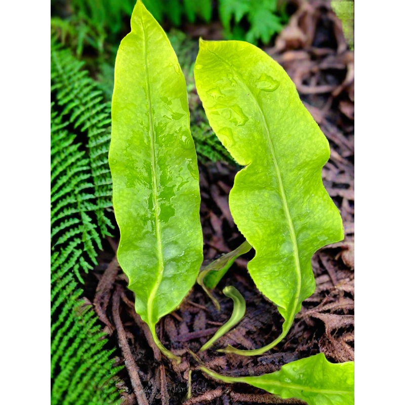 Lepisorus macrosphaerus|2 litre|1 Litre pot|9 cm pot