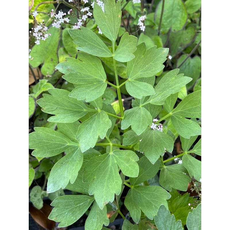 Levisticum officinale|9 cm pot