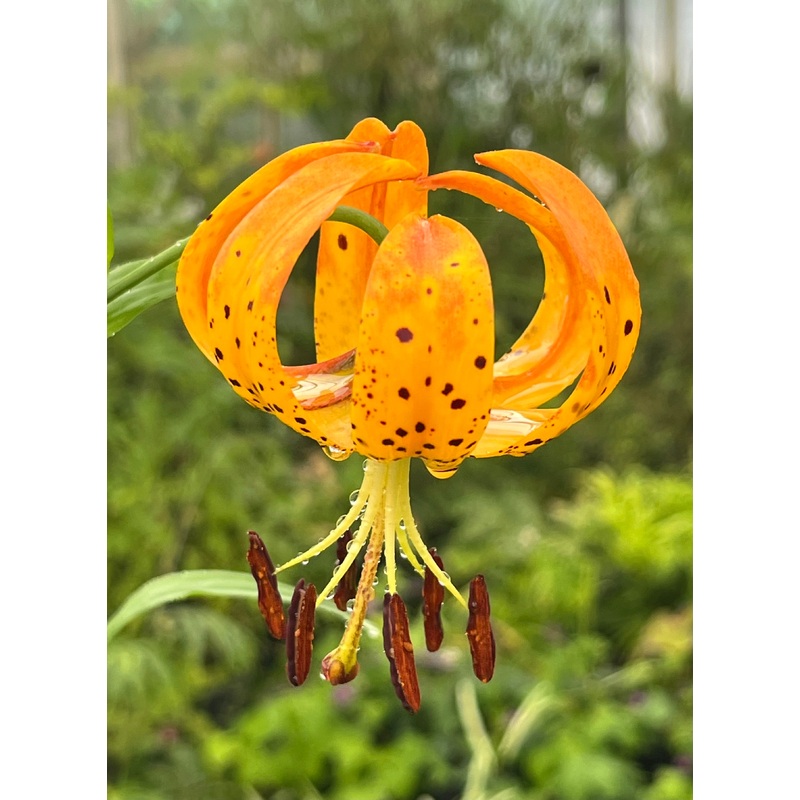 Lilium pardalinum AGM|1 bulb