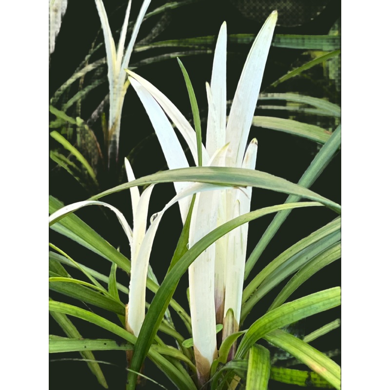 Liriope muscari Okina’|1 Litre pot