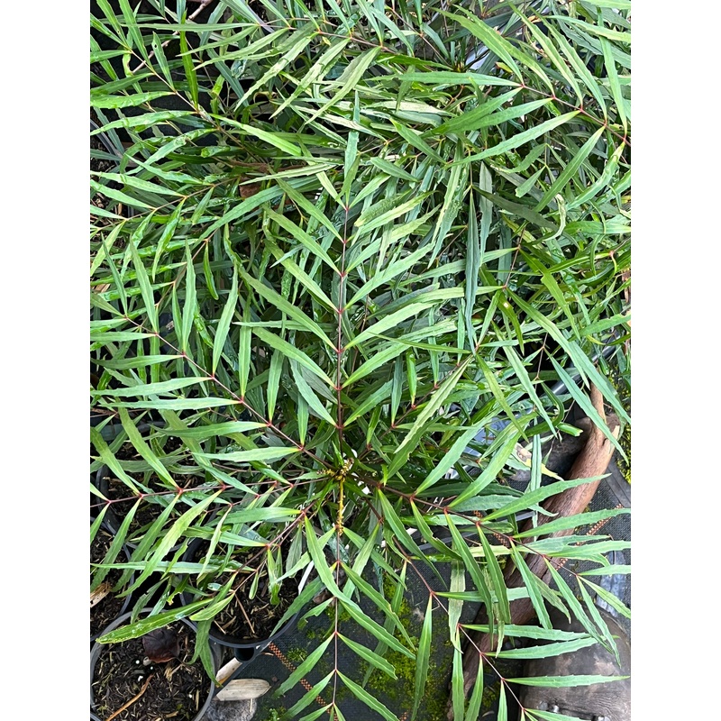 Mahonia  eurybracteata subsp. ganpinensis ‘Soft Caress’