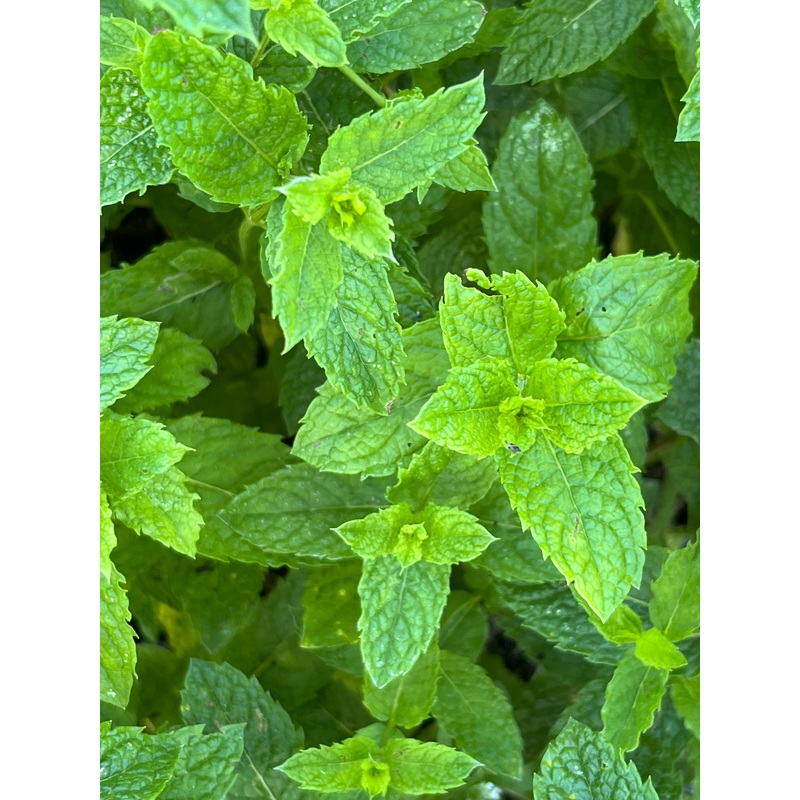 Mentha spicata Kentucky Colonel