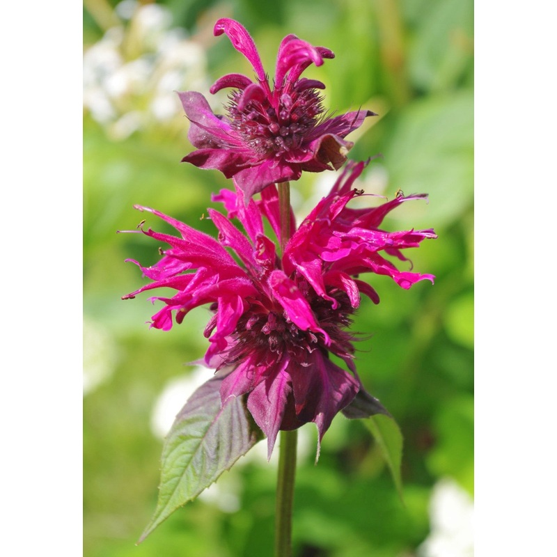 Monarda Raspberry Wine|9 cm pot|1 Litre pot|2 Litre pot