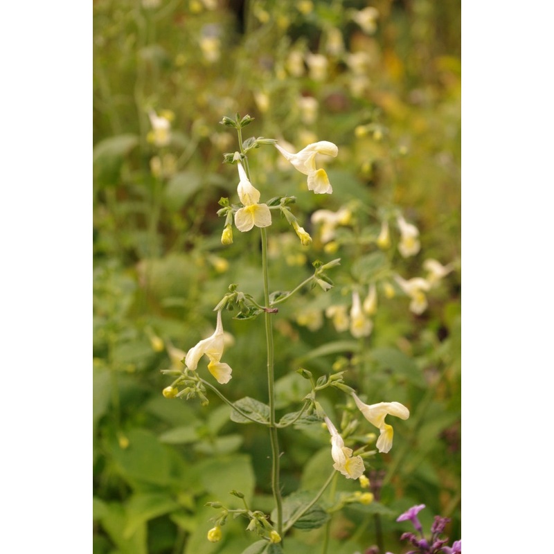 Nepeta govaniana|9 cm pot