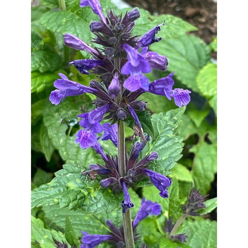 Nepeta kubanica ‘Neptune’ (‘Bokratune’)