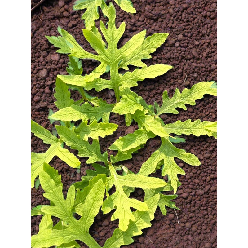 Onoclea sensibilis ‘Skeleton’ (Hortvs Linearis)