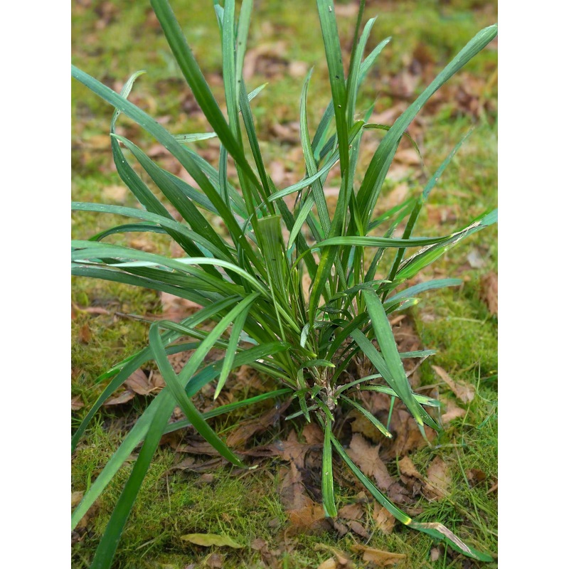 Ophiopogon aff. dracaenoides|2 litre|1 Litre pot