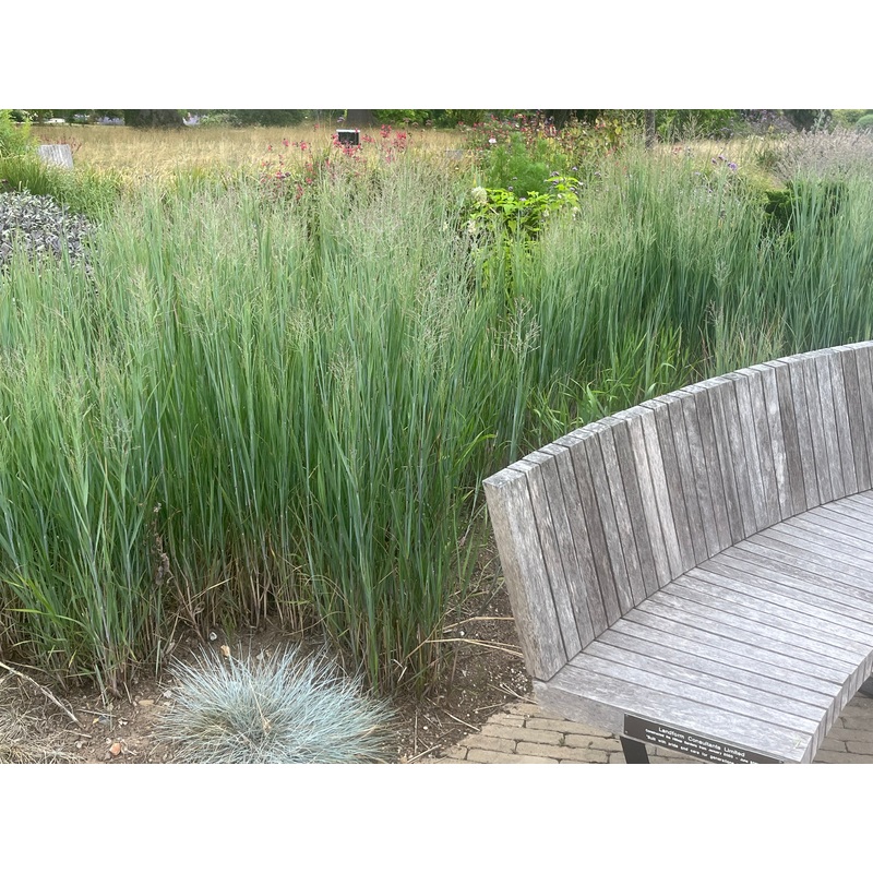 Panicum virgatum Northwind’|1 litre pot|2 Litre pot