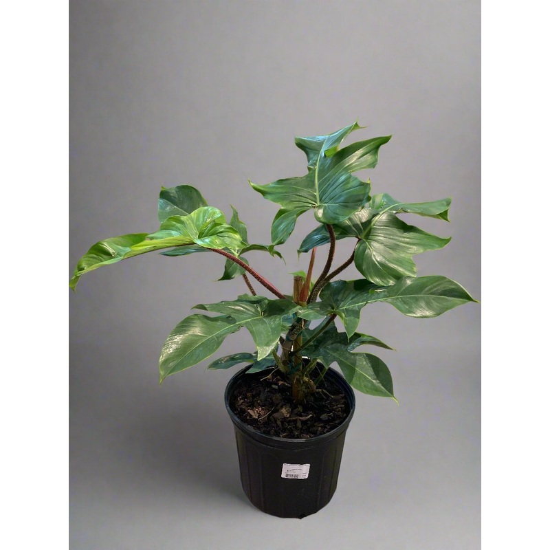 Philodendron ‘Squamiferum’ 10