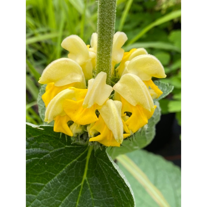 Phlomis russeliana AGM|2 litre