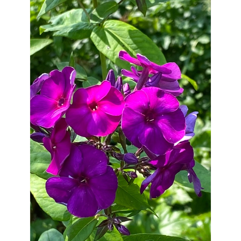 Phlox paniculata Iris’|9 cm pot|1 Litre pot|2 Litre pot