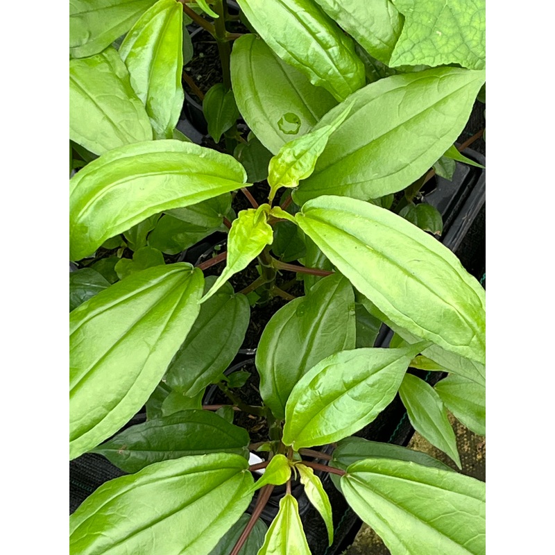 Pilea plataniflora Glossy PB 09-1235