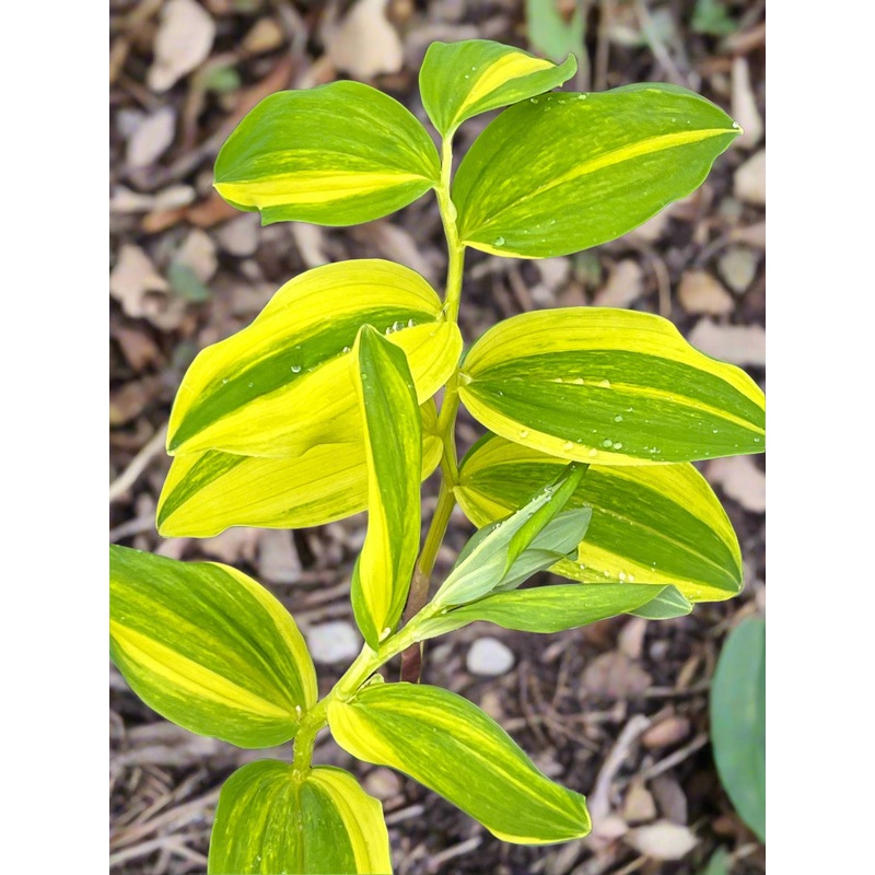 Polygonatum odoratum ‘Koudanishiki’