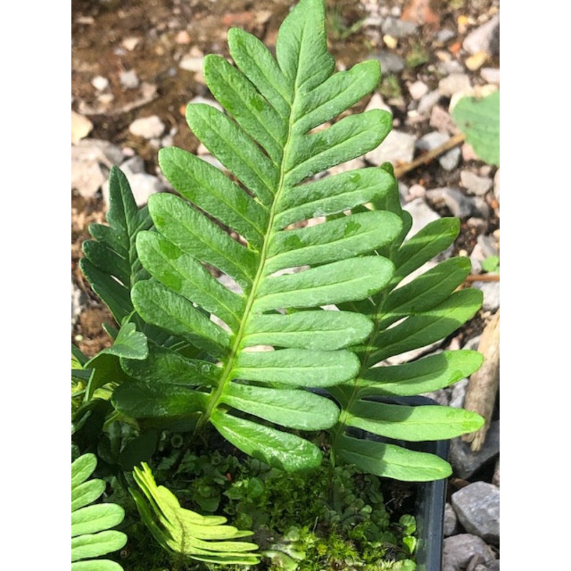 Polypodium guttatum|1 Litre pot