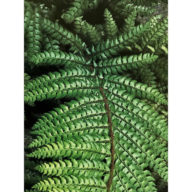 Polystichum makinoi|9 cm pot|1 Litre pot