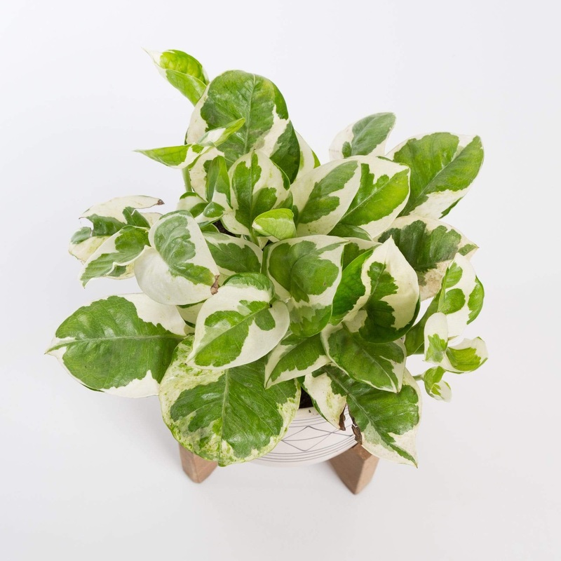Pothos ‘Njoy’ 6|6″ in nursery pot