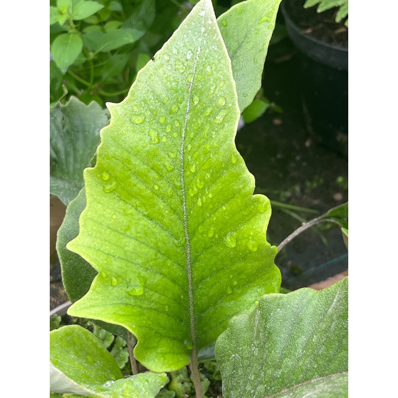Pyrrosia lingua ‘Monstrifera’|2 litre pot