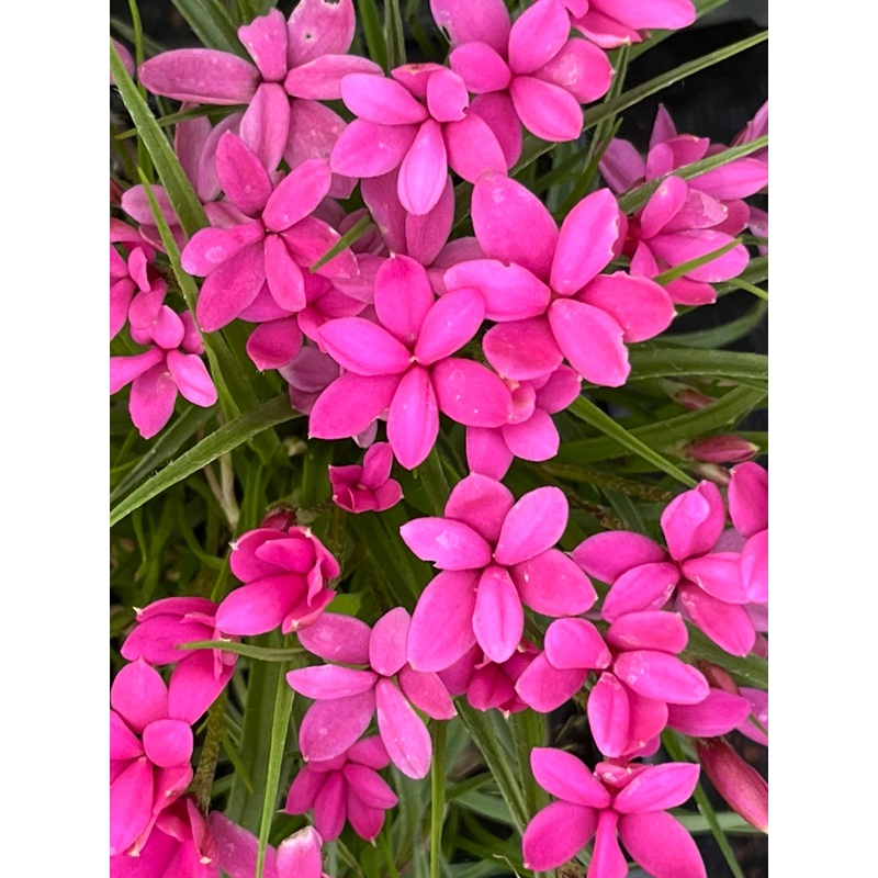 Rhodohypoxis deflexa|9 cm pot