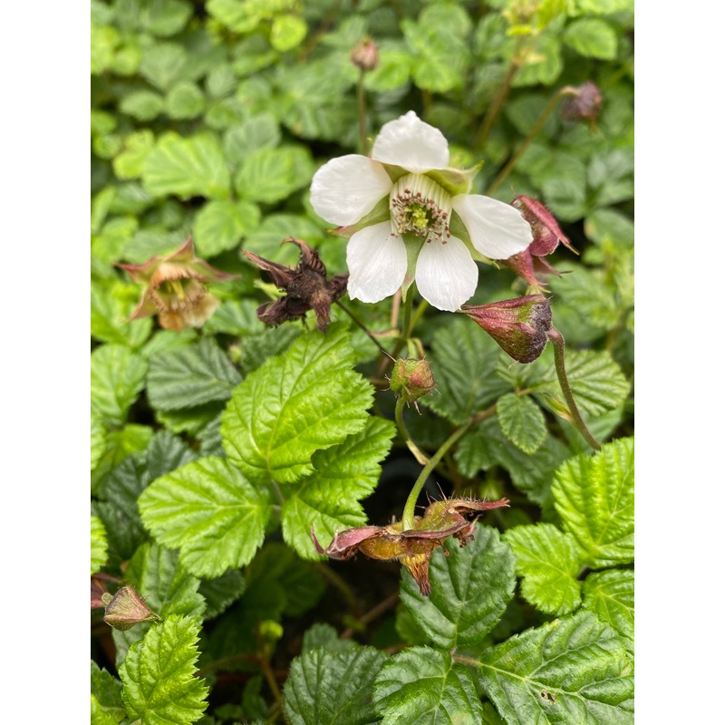 Rubus nepalensis|9 cm pot