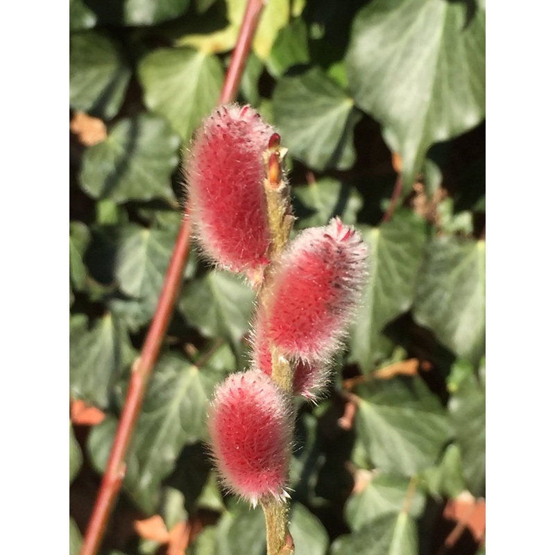 Salix gracilistyla ‘Mt Aso’|1 litre|2 litre