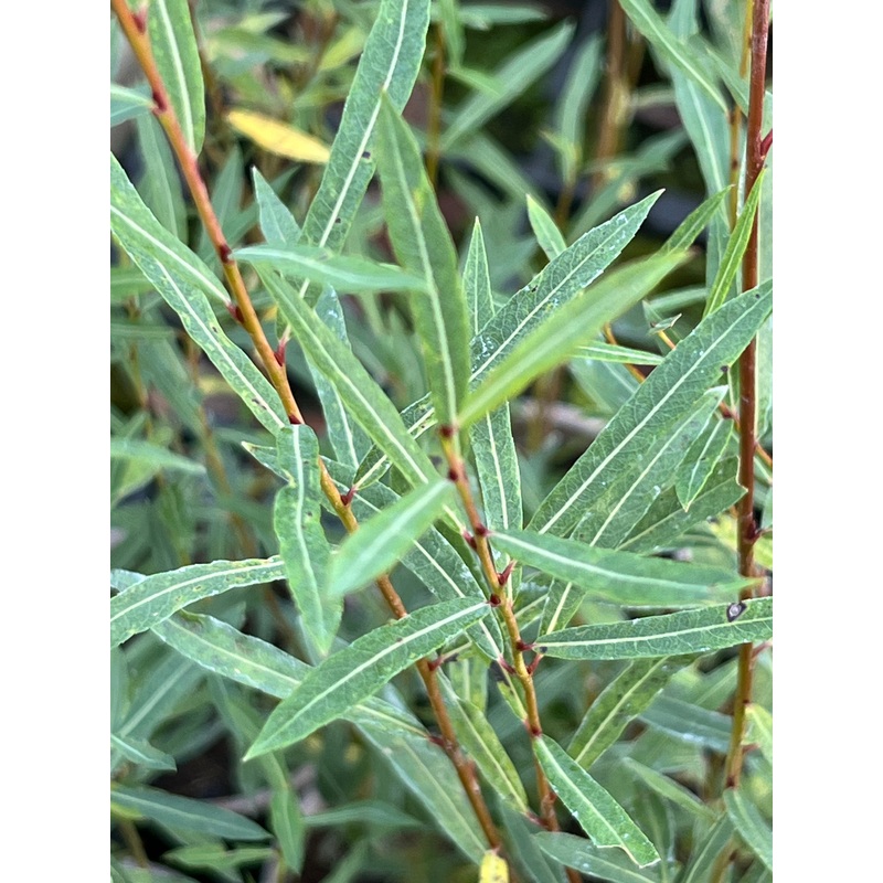 Salix purpurea ‘Gracilis’|1 Litre pot