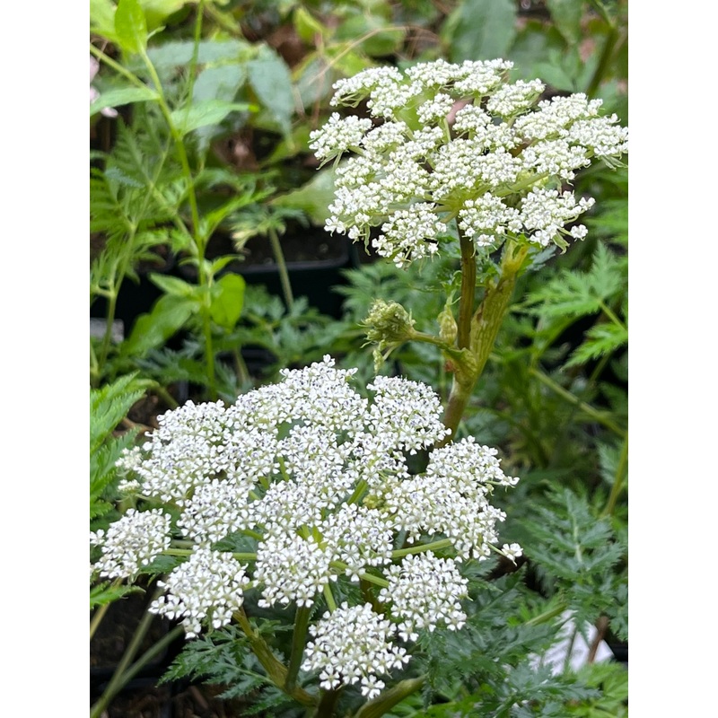 Selinum carvifolia|9 cm pot|1 Litre pot