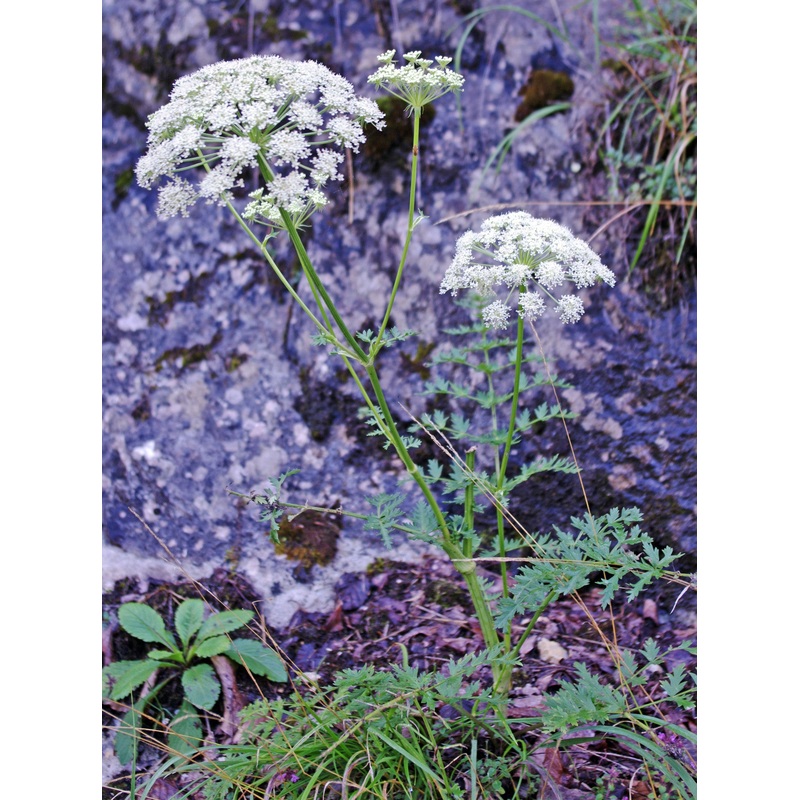 Seseli libanotis|1 litre|2 litre|7 cm pot
