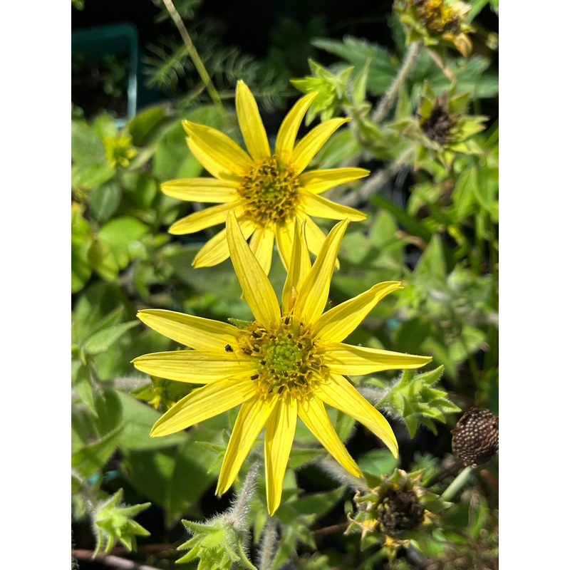 Silphium mohrii|1 LITRE POT|9 cm pot