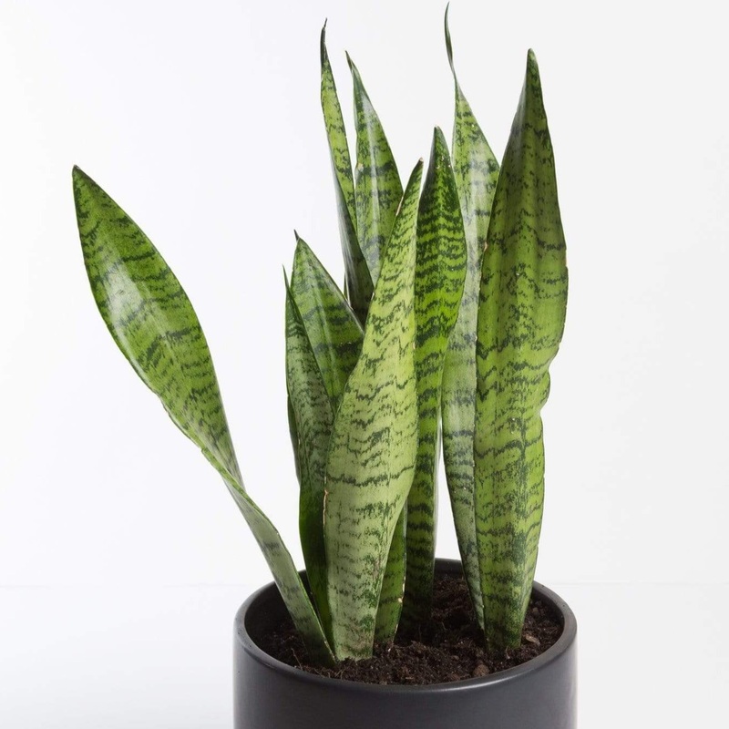 Snake Plant ‘Black Coral’ 8|8″ in nursery pot