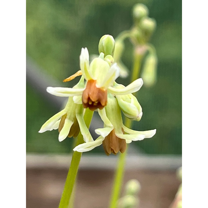 Tulbaghia leucantha|1 Litre pot|9 cm pot