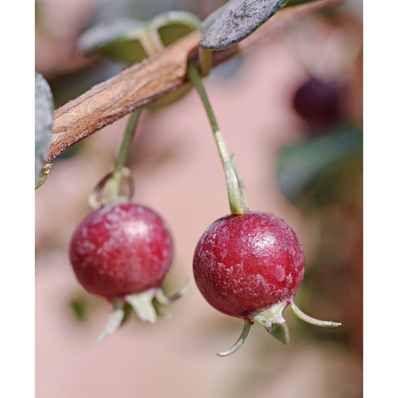 Ugni molinae ‘Frampton Feast’|9 cm pot|2 litre|1 Litre pot