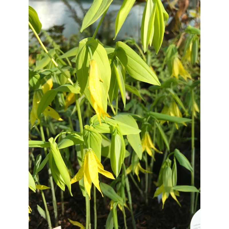Uvularia grandiflorum var. pallida (short form)