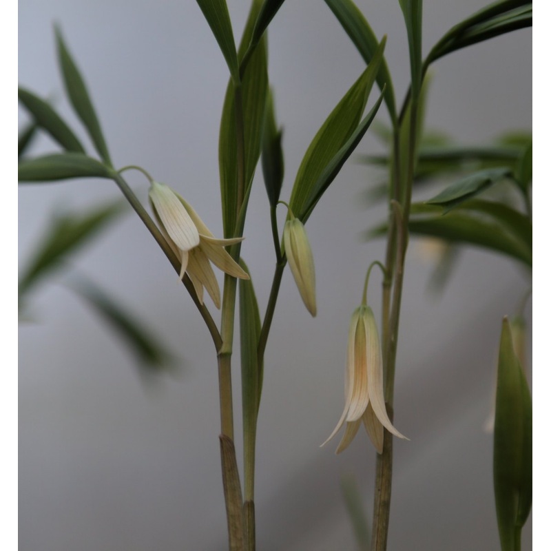 Uvularia sessilifolia|9 cm pot|1 Litre pot
