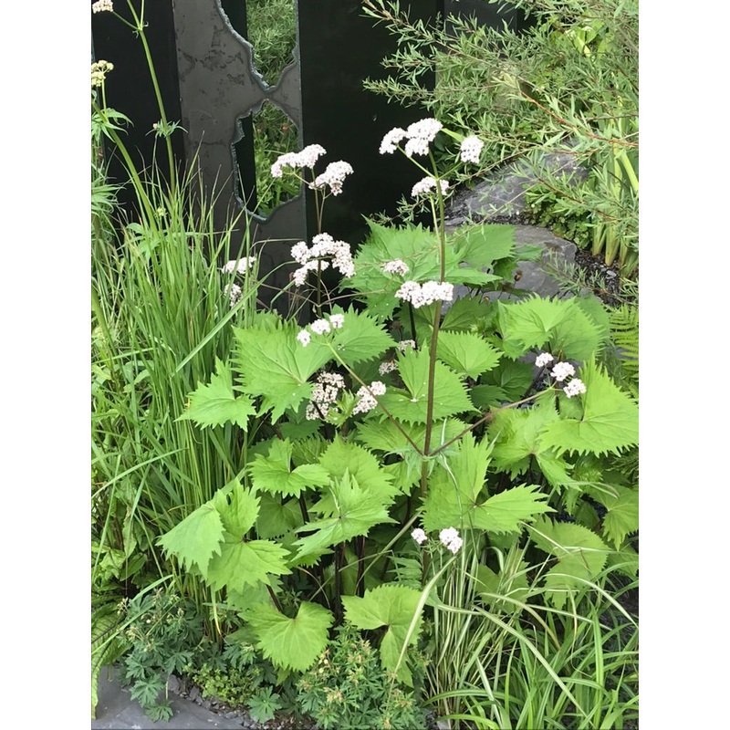 Valeriana officinalis|9 cm pot|1 Litre Pot