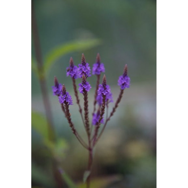 Verbena officinalis var. grandiflora ‘Bampton’